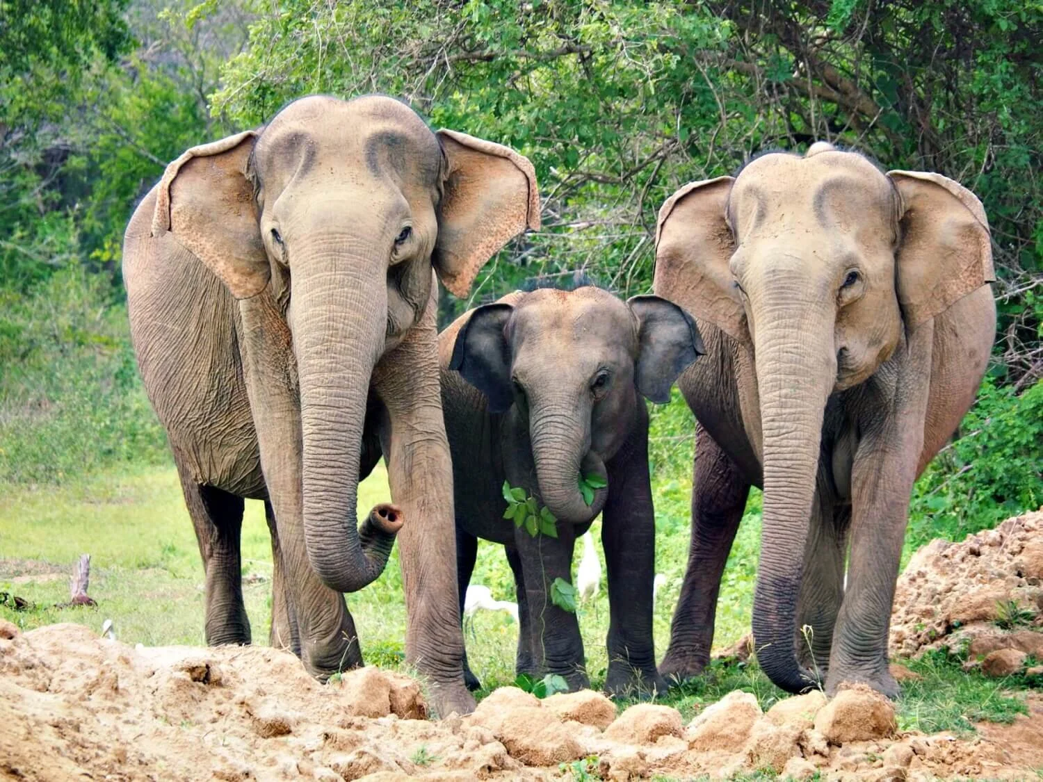 Elephants